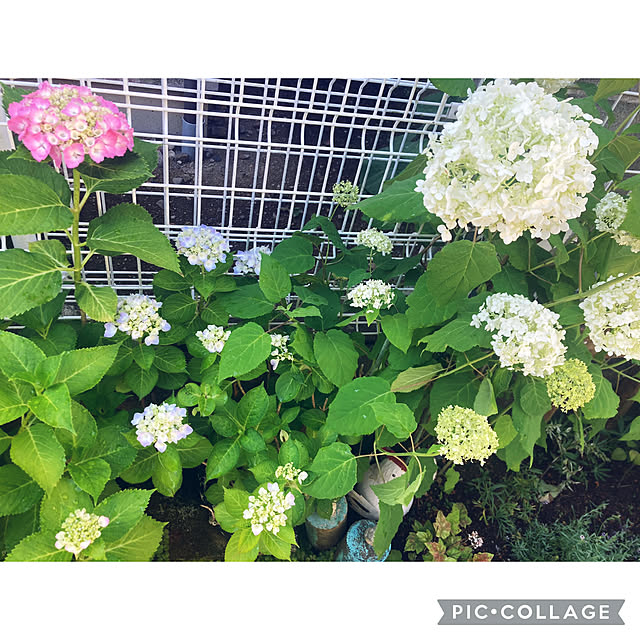 CoCo0617さんの部屋