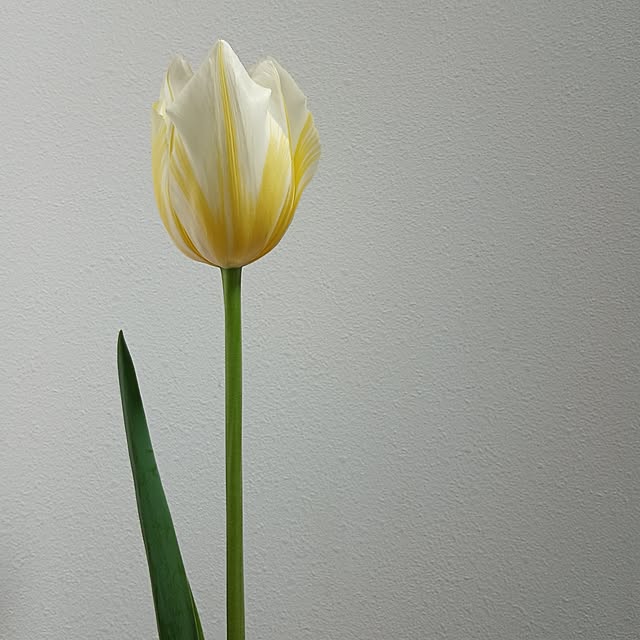 chidorinさんの部屋