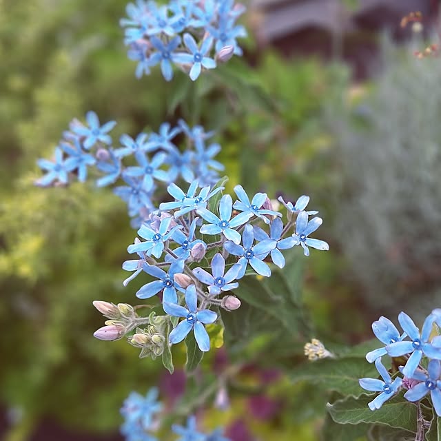 玄関/入り口/心地よい暮らし/花のある暮らし/こどもと暮らす/グリーンのある暮らし...などのインテリア実例 - 2025-06-08 13:16:58