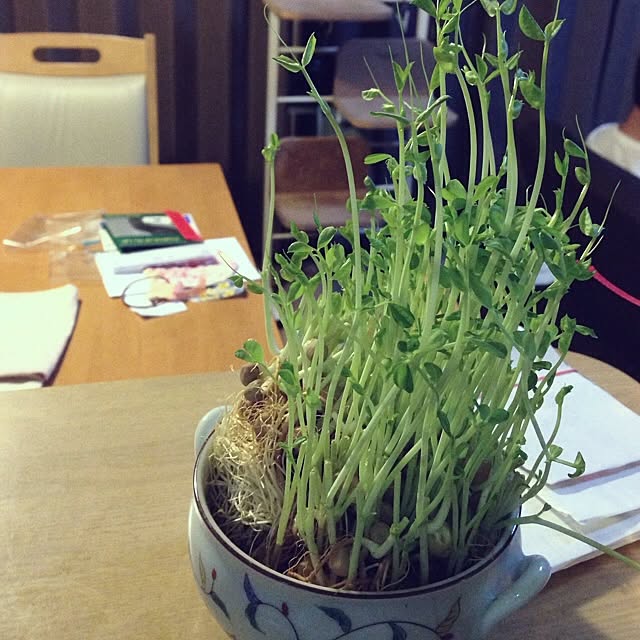 キッチン/植物のインテリア実例 - 2013-10-10 21:54:08