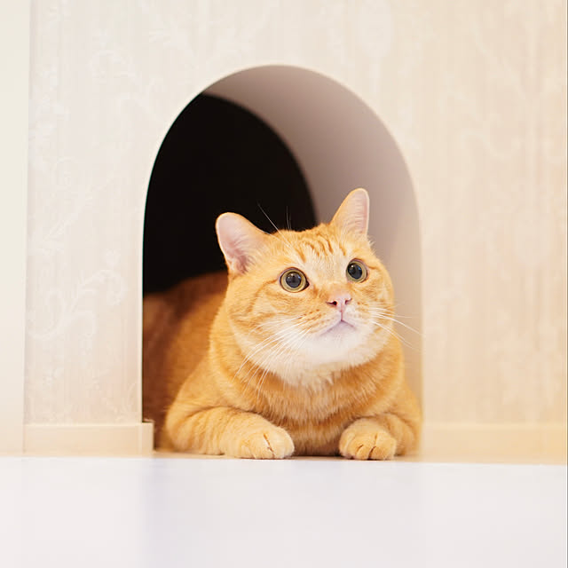 mochiさんの実例写真