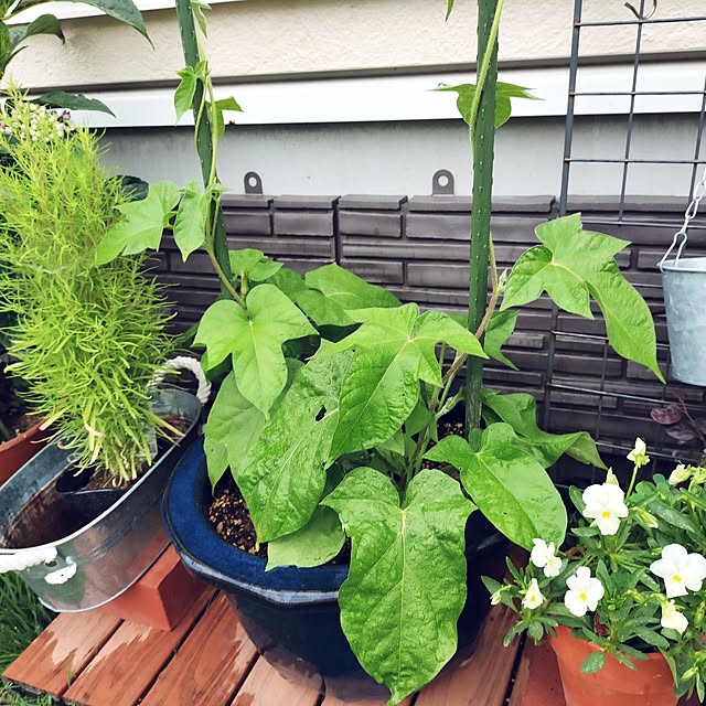 apoさんの部屋