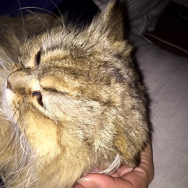 butachanさんの実例写真