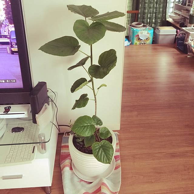 ruumaroさんの実例写真