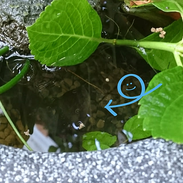maiさんの実例写真