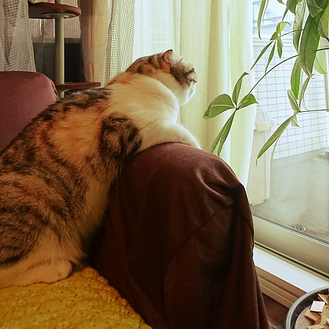 Sachiさんの実例写真