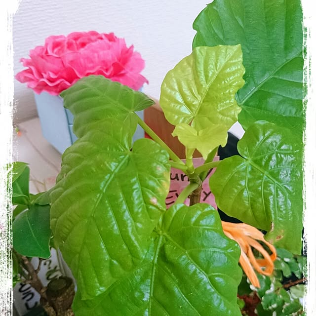 tomiyさんの実例写真