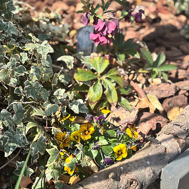 greycatsさんの部屋