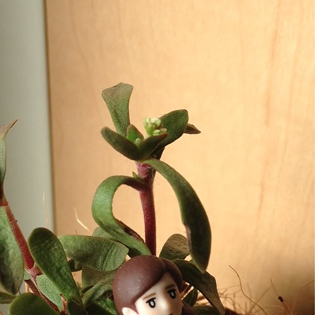 c_hoさんの実例写真