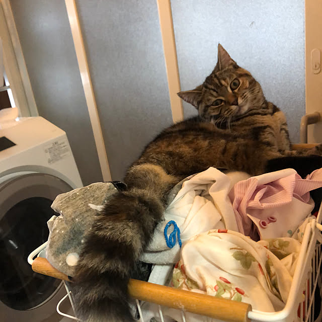 m9696yさんの実例写真
