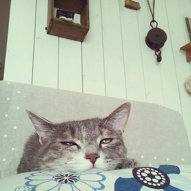 momijiさんの実例写真