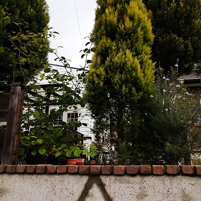 kikufujiさんの実例写真