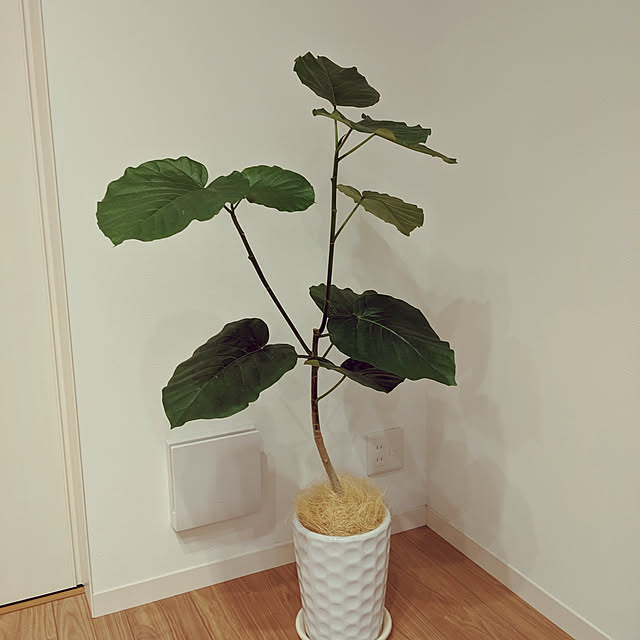 リビング/観葉植物のインテリア実例 - 2019-09-08 23:32:41