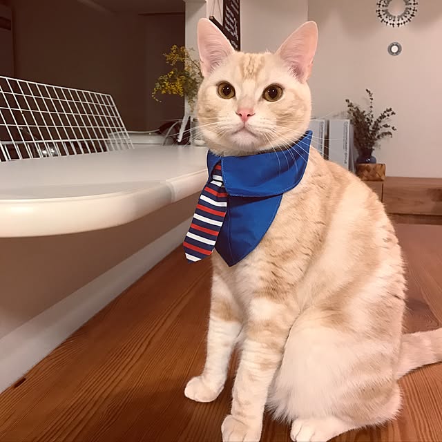 hiyupan88さんの実例写真