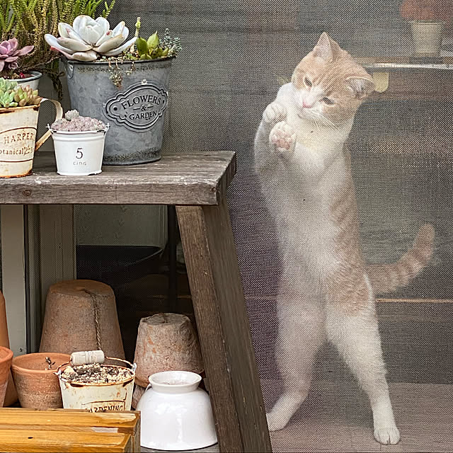 mintteaさんの実例写真