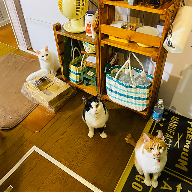 SHIHOさんの実例写真