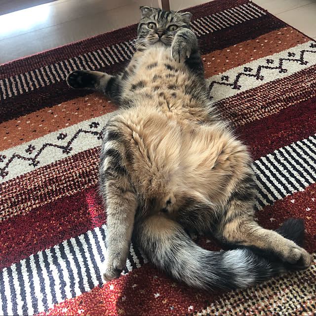 Cotaさんの実例写真
