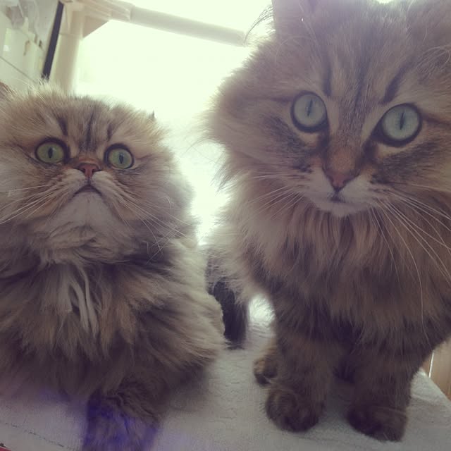 k_dinoさんの実例写真