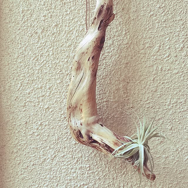 piさんの実例写真
