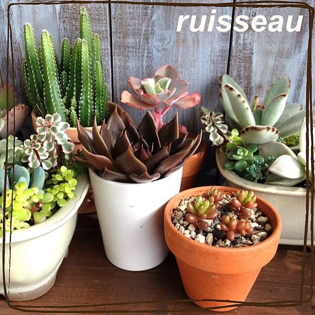 ruisseauさんの実例写真