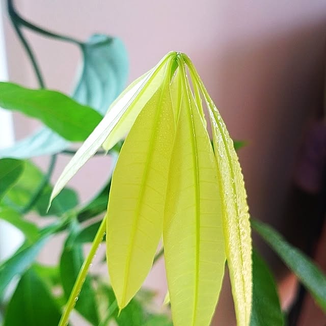 NKoさんの部屋