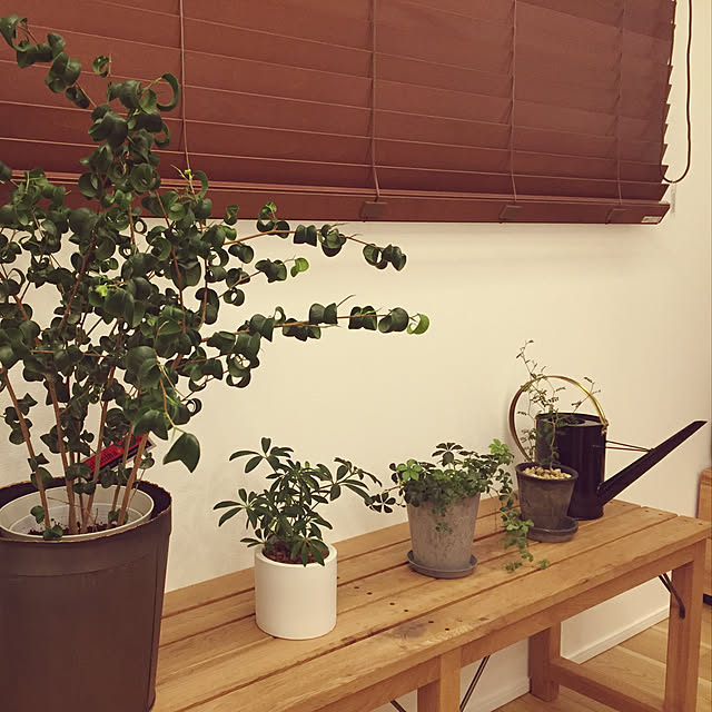部屋全体/観葉植物のインテリア実例 - 2018-11-03 17:30:06