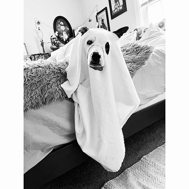 ハロウィン/ワンコのいる生活/グリーンのある暮らし/アメリカンヴィンテージ/すきなものに囲まれた暮らし...などのインテリア実例 - 2021-11-01 01:02:53