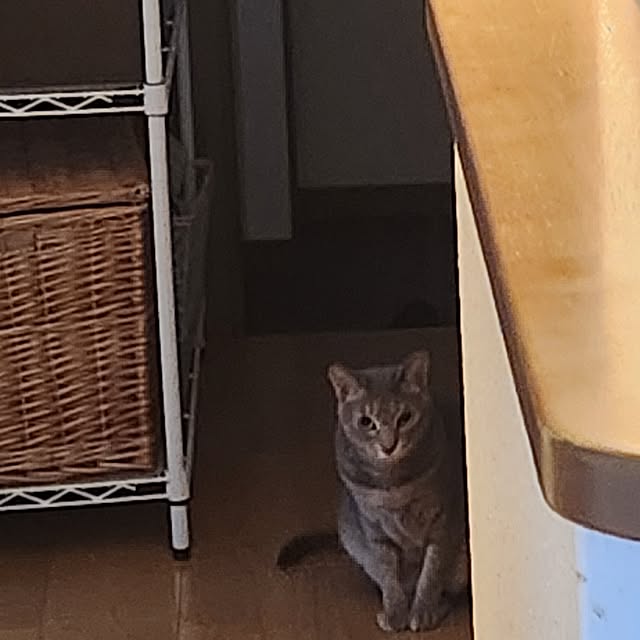 玄関/入り口/猫/一人暮らし/猫と暮らすのインテリア実例 - 2024-04-29 11:29:01