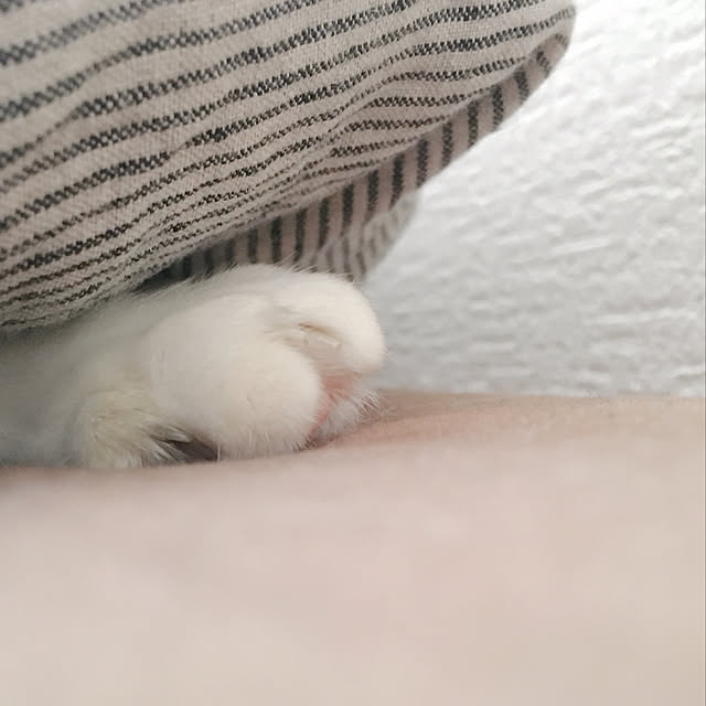 warashibeさんの実例写真