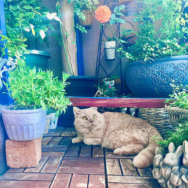 naokoさんの実例写真