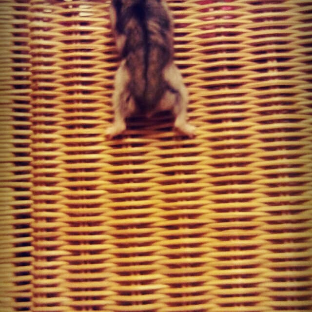 asa0521さんの実例写真