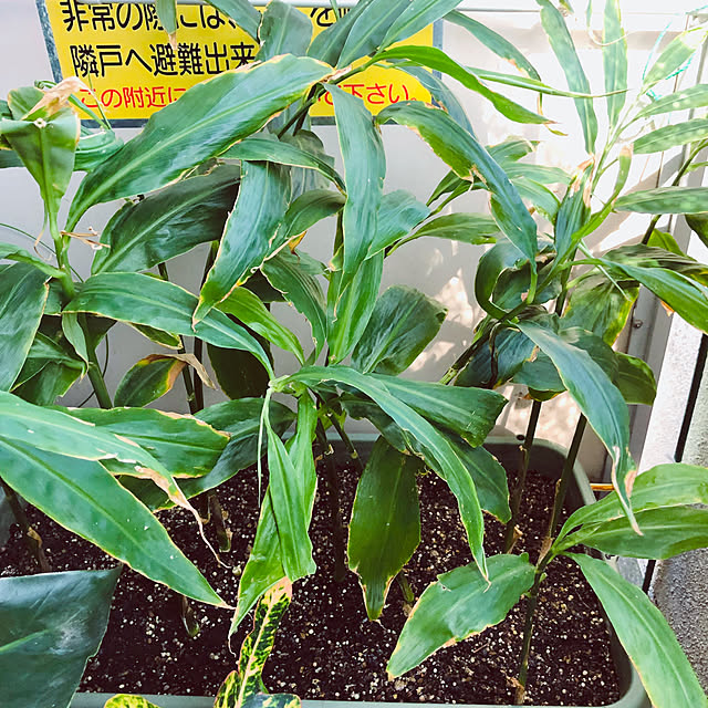 hanachanさんの部屋