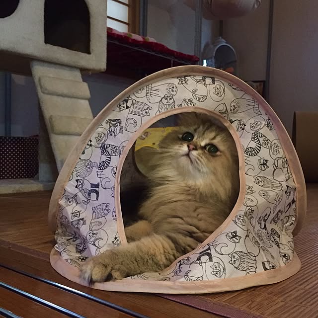 butachanさんの実例写真