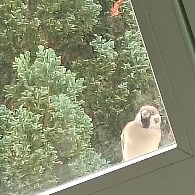 lustigさんの実例写真