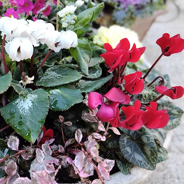 katさんの実例写真