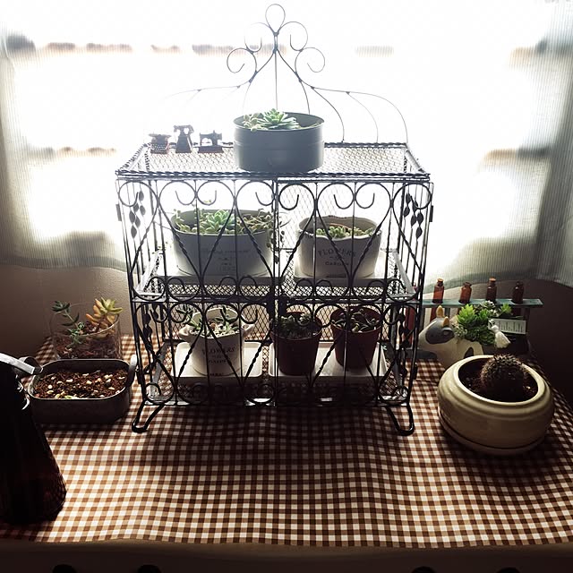 棚/アイアン雑貨/多肉植物増やすぞ！/多肉植物/少し模様替え...などのインテリア実例 - 2017-06-05 09:40:20