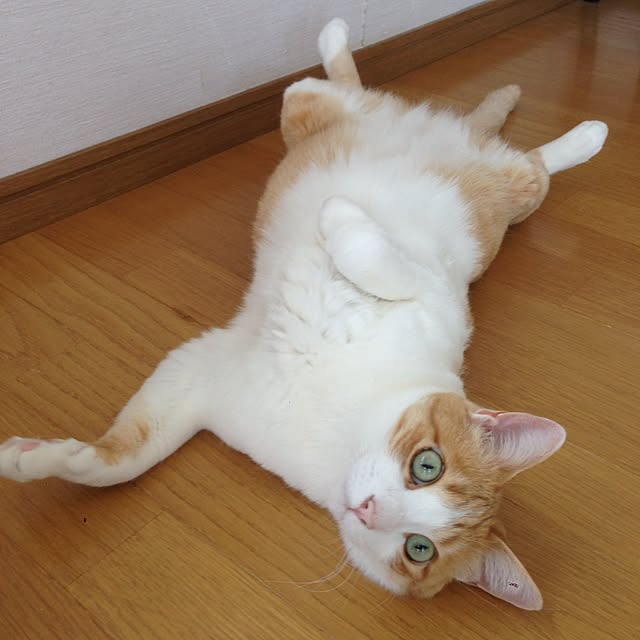 Kinanさんの実例写真
