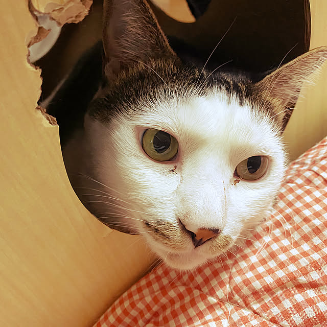実例写真