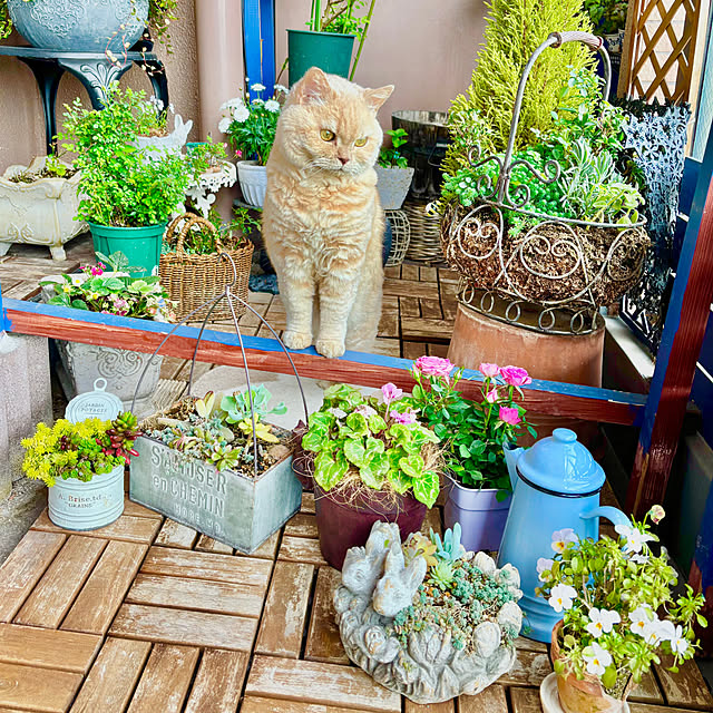 naokoさんの部屋