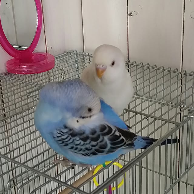 karinさんの実例写真