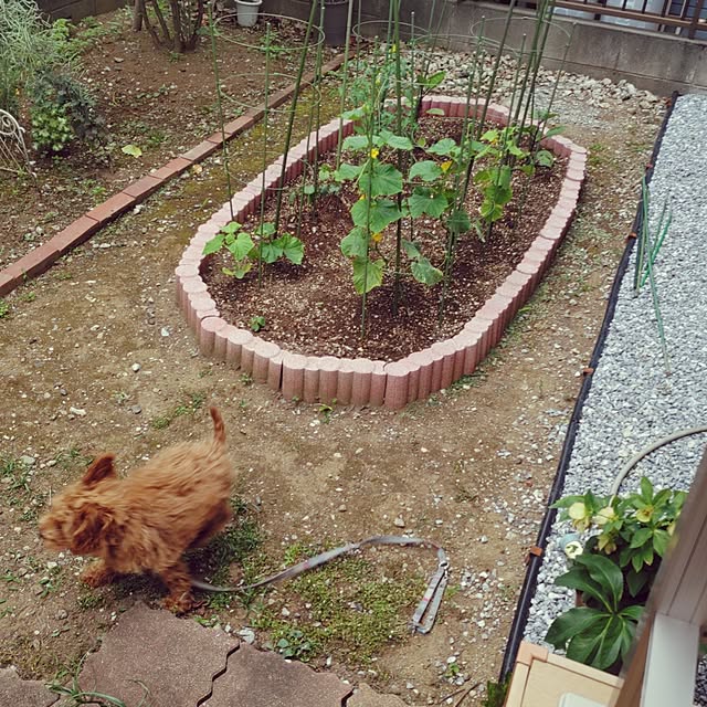 chokocreamさんの実例写真