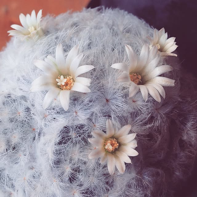 marucoさんの実例写真