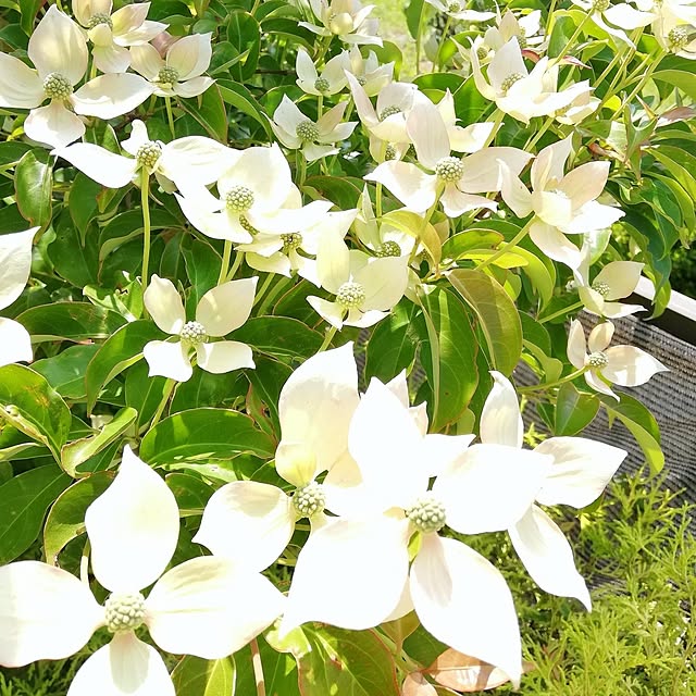ayanasu.321さんの実例写真