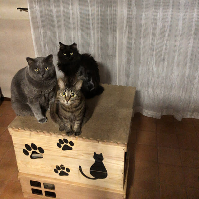 nya_sanさんの実例写真