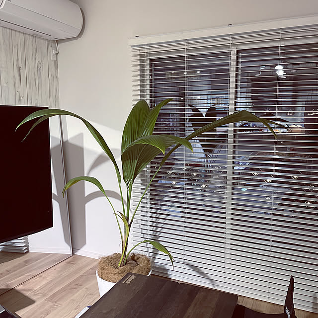 観葉植物/リビングのインテリア実例 - 2022-02-19 17:50:27