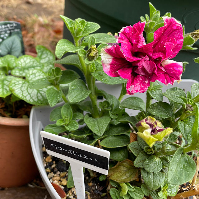 natsumiさんの部屋