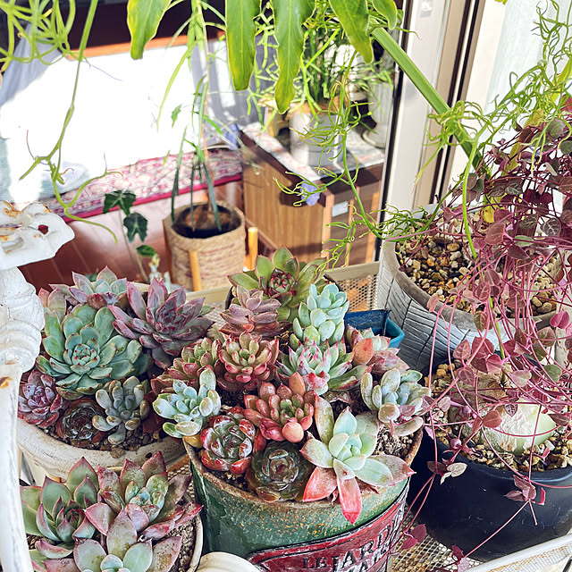 miyamiyaさんの実例写真