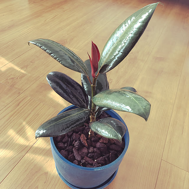 Tomさんの実例写真
