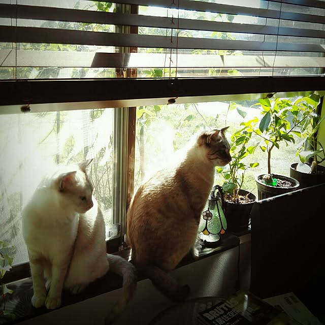 ベッド周り/ねこ部/ねこのいる風景/RC石川支部/窓辺のインテリア実例 - 2016-03-05 15:11:42