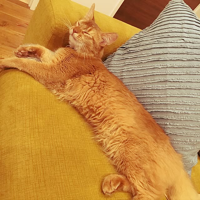 sakineko528さんの実例写真
